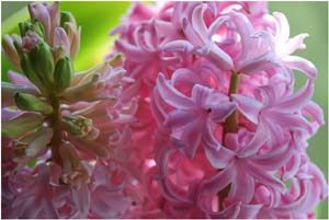 Women’s Day With Surprising Hyacinth Flowers Plant