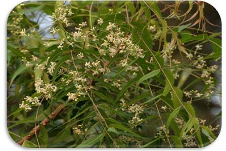 Neem Plant