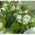 Nettle Plant