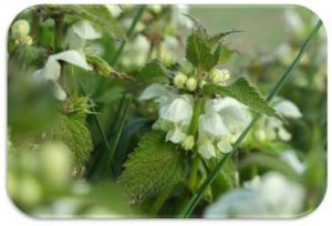 Nettle Plant