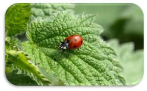 Bug on nettle plant