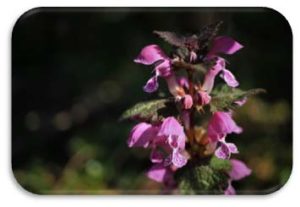 Nettle plant flower