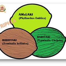 Triphala, the Tridosha Pacifier in Ayurveda