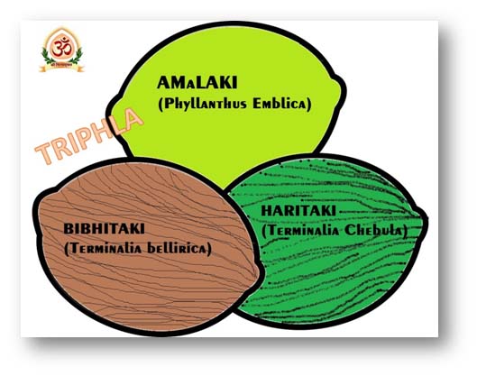 Triphala, the Tridosha Pacifier in Ayurveda – Ayurvedic Clinic in Pune |  Vishwamukta Ayurved