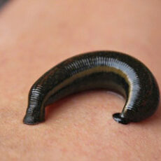 Leech Therapy in Ayurveda (With Photos), A Definitive Guide